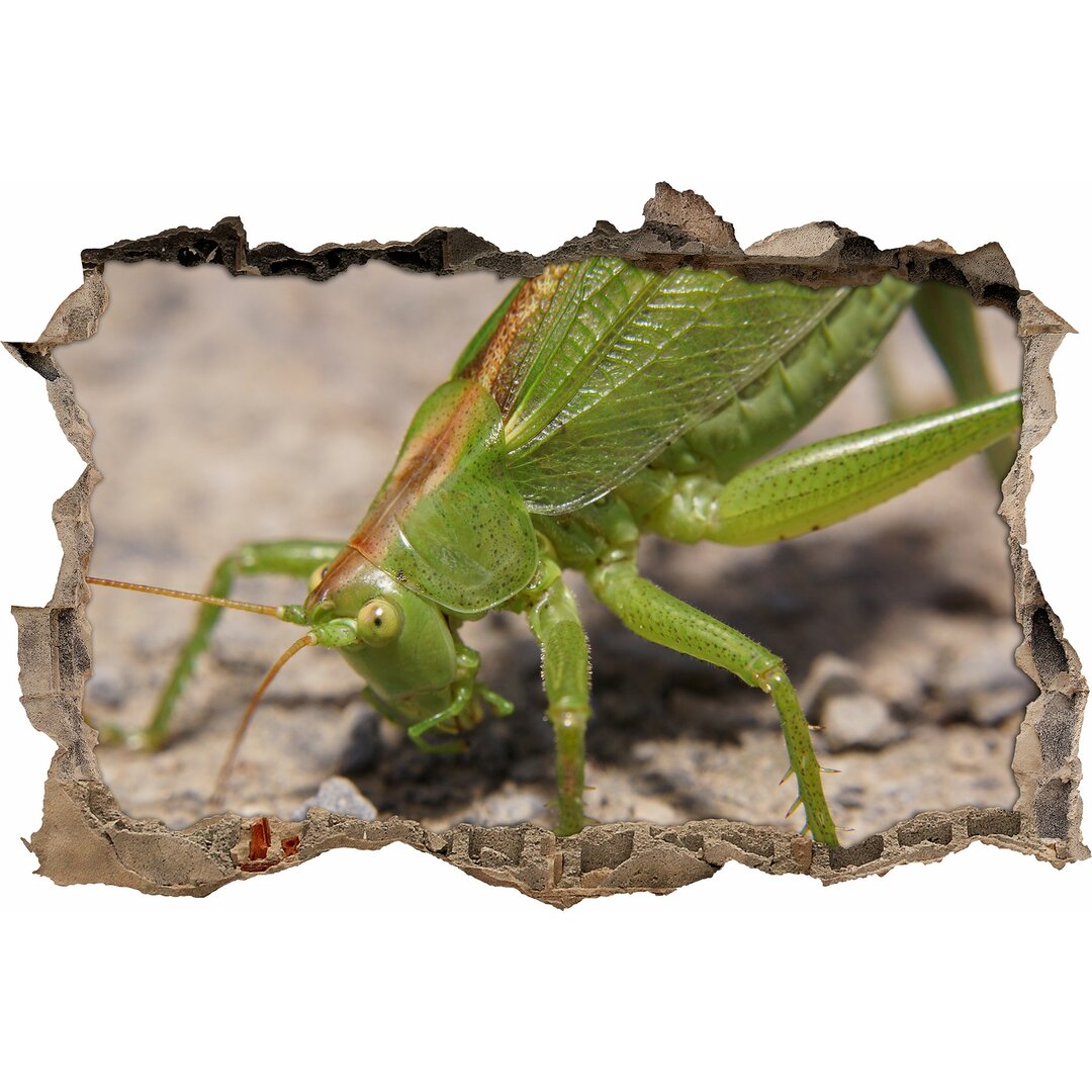 Grüner Grashüpfer Wandaufkleber