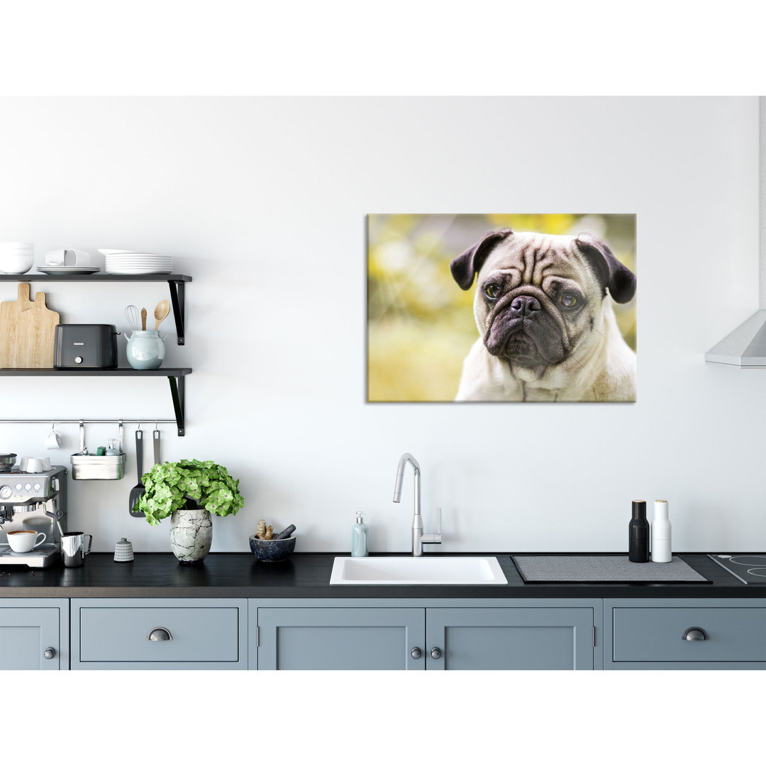 Glasbild Pug Portrait