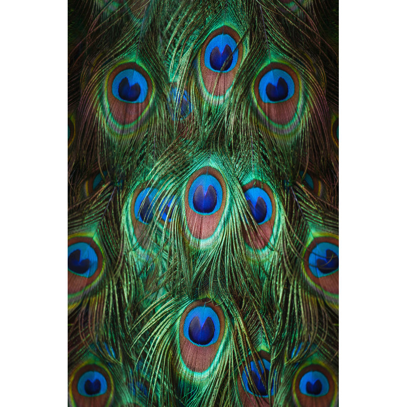 Colorful Peacock Feathers by Pirotehnik - Wrapped Canvas Print, 122cm H x 81cm W x 3.8cm D