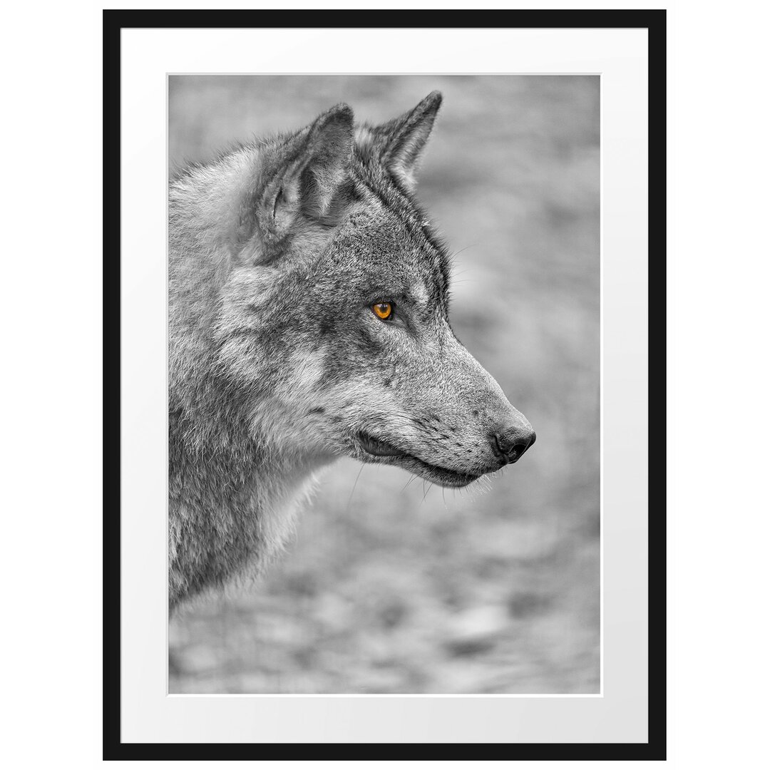 Gerahmtes Poster Anmutiger Wolf im Wald