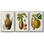 Fruit of the Tropics IV, ensemble de 3 toiles encadrées-97793258-97793260