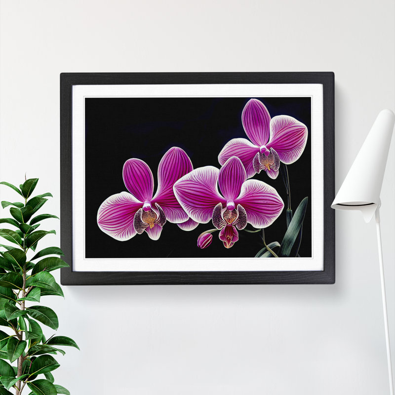 Stunning Orchid Flowers - Single Picture Frame Print, Black, 46cm H x 64cm W x 2cm D