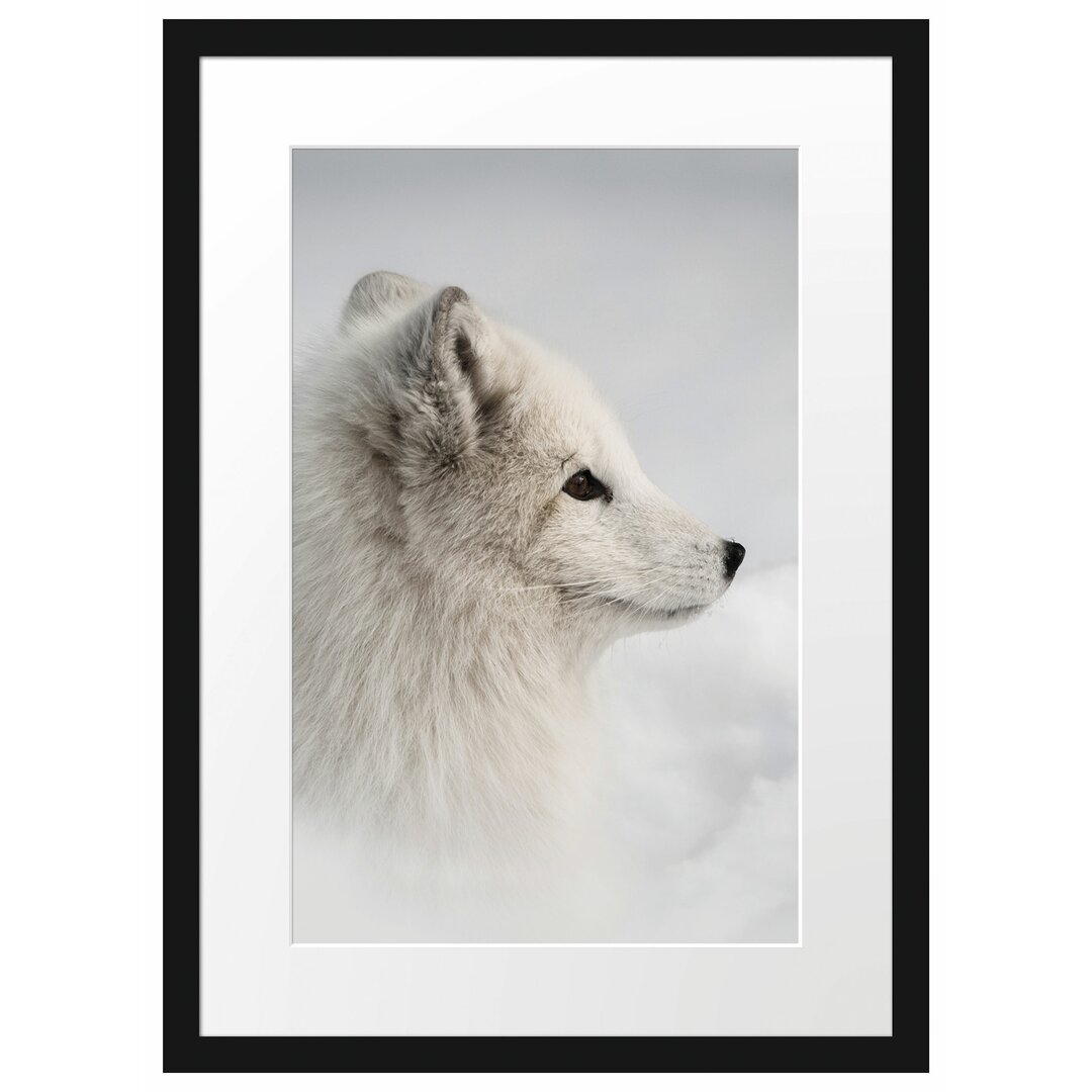 Gerahmtes Poster Anmutiger Polarfuchs im Schnee