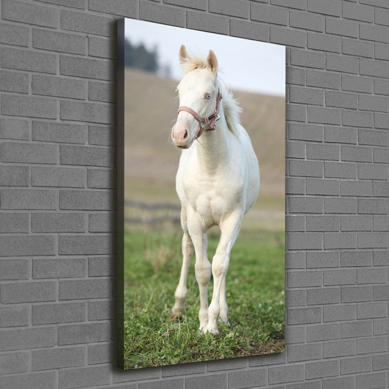 Albino Horse - Wrapped Canvas Print