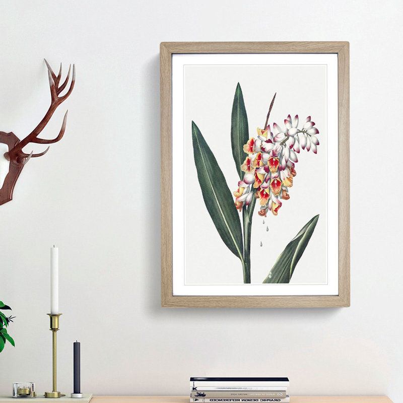 Renealmia Plant by R.J. Thornton - Picture Frame Painting Print, 65cm H x 48cm W x 2cm D, Oak Framed