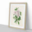 Illustration of Pink Azaleas - Picture Frame Painting Print-55579764-55579769