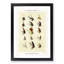Trout Fishing Flies Version 6 by Mary Orvis Marbury - Picture Frame Painting Print-55764904-55764907