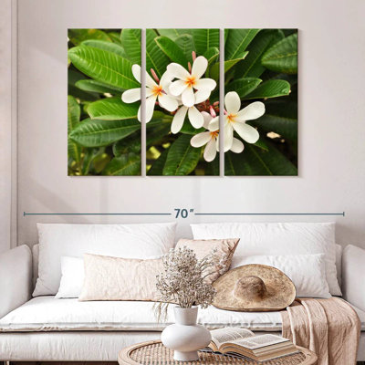 Fleurs de plumeria blanches Harnek