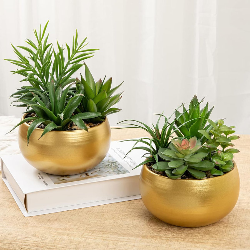 17.78cm Plant