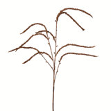 29 Willow Plant