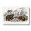 Polar, Grizzly, Brown And Black Bears by Oliver Goldsmith - Wrapped Canvas-55322406