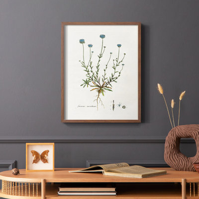 Bellflower Study Framed Print - Solid Wood