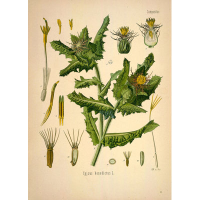 Botanical 91