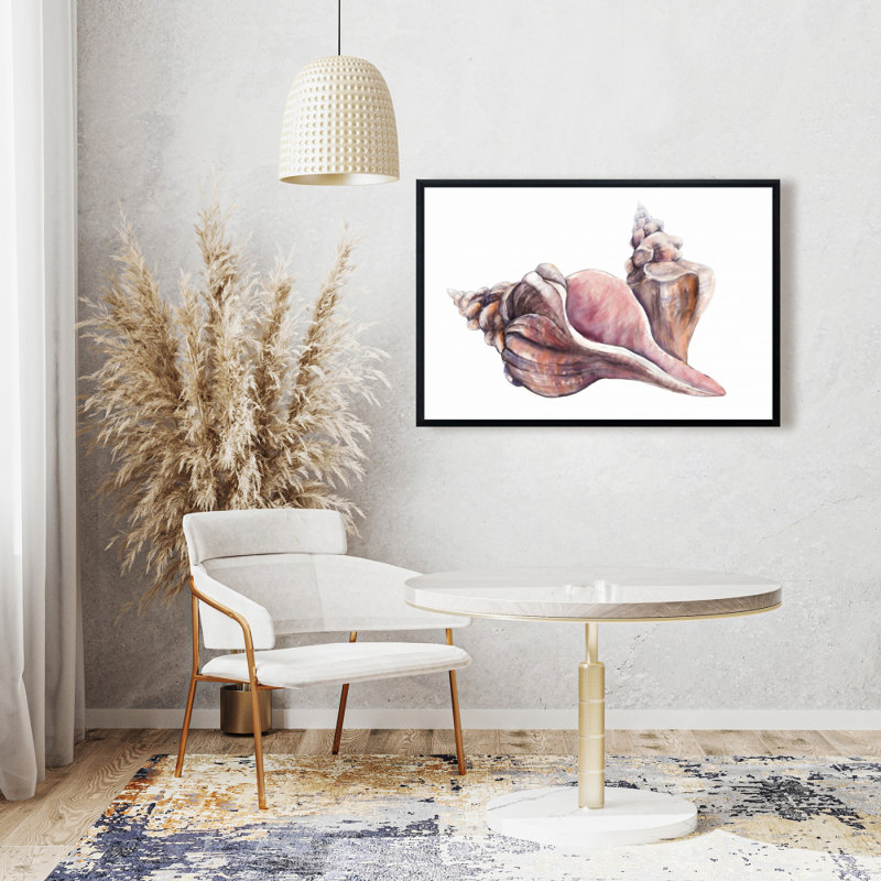 " Horse Conch Seashells "