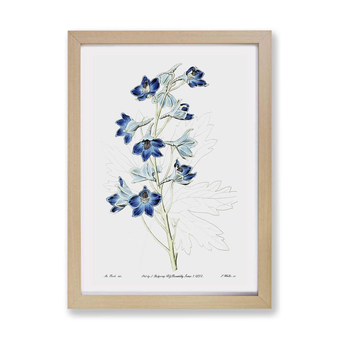 Blue Larkspur Flowers - Wall Art