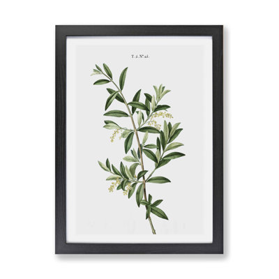 'Olive Tree' by Pierre-Joseph Redoute - Picture Frame Painting Print on Paper