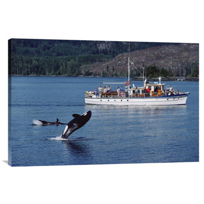 " Orca Leaping Before Whale Watchers, Johnstone Strait, Vancouver Island, Canada "