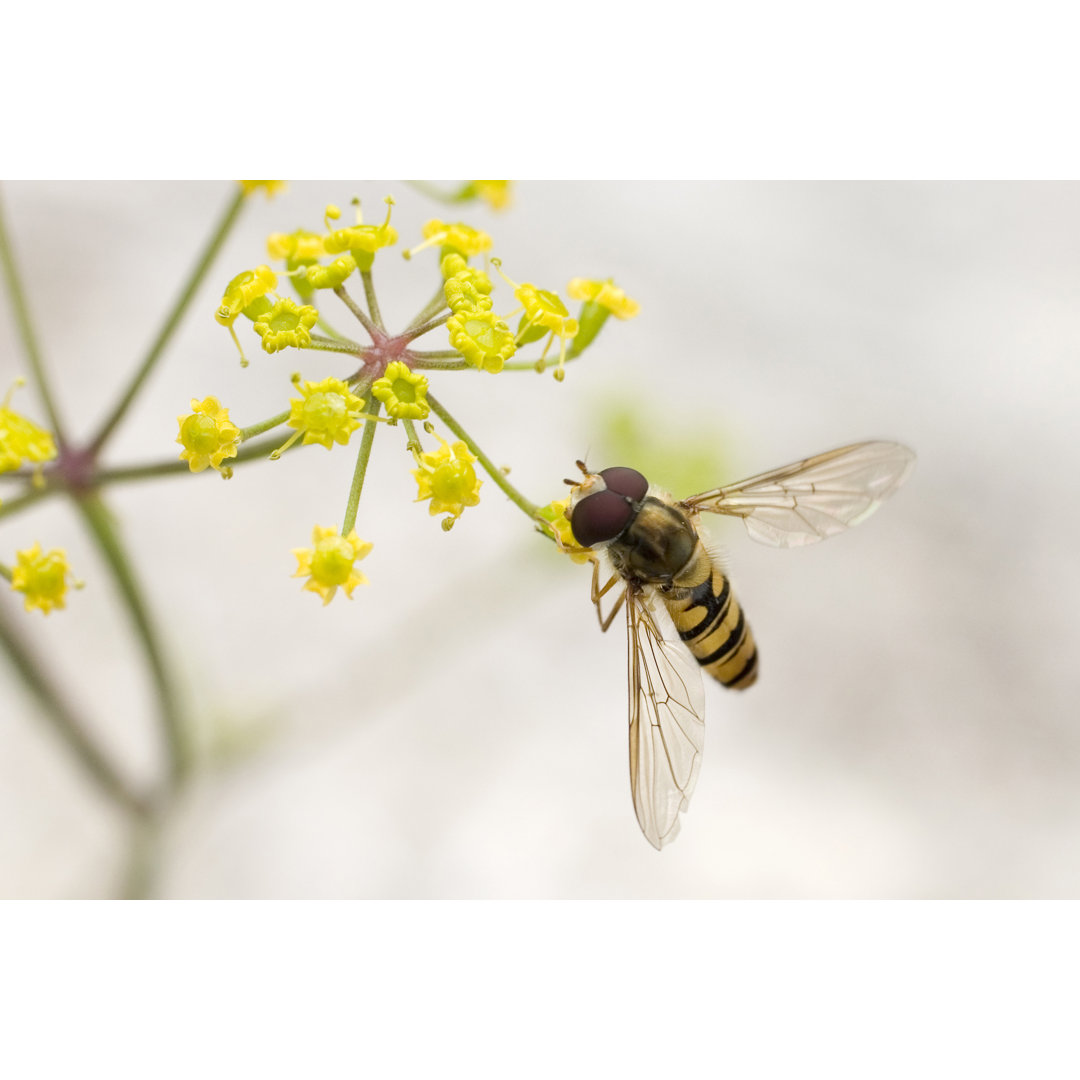 Schwebfliege (Syrphidae) von AlbyDeTweede - Leinwand Kunstdrucke