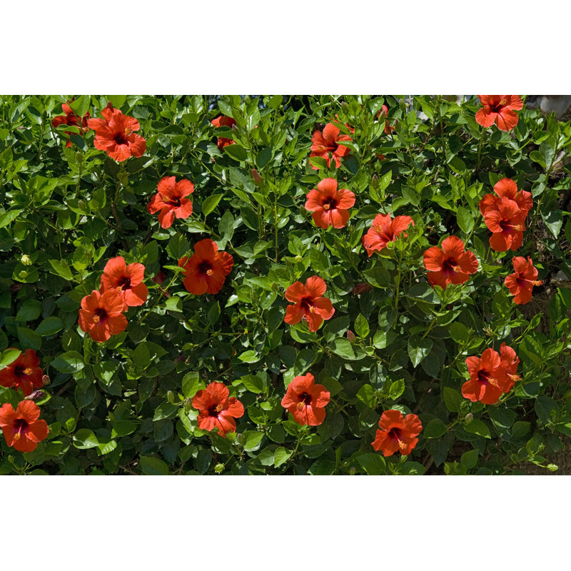 Red Hibiscus Flowers by Barcin, 24" H x 36" W