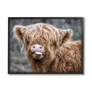 Stupell Industries Baby Highland Calf Cattle Licking Lips Country Farmland Photograph Gray Framed Art Print Wall Art, Design by James Dobson