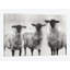 «Sheep I», reproduction sur toile-28956925-74587919-74587926