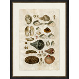Crackled Clam Shell II Painting