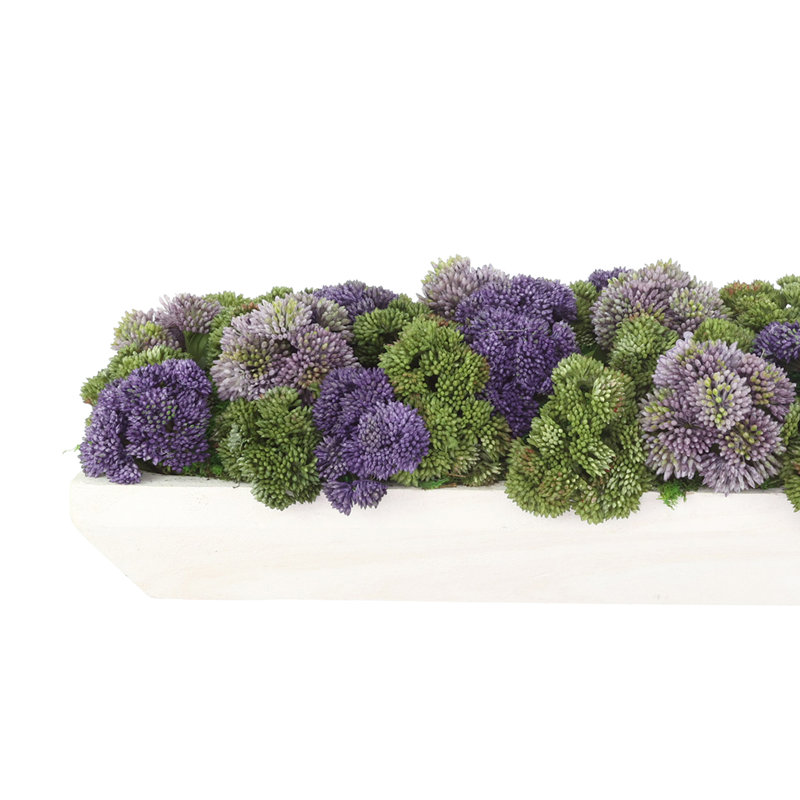 Sedum Arrangement in a Rectangular Wood Planter, White    