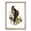 Australian Goshawks by Elizabeth Gould - Framed Print-55457021-55457024