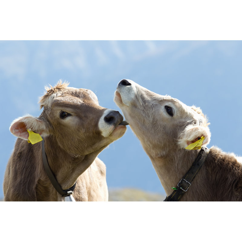 Calf Tenderness - Wrapped Canvas Print, 51cm H x 76cm W x 3.8cm D
