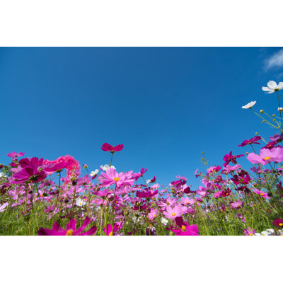 Cosmos Flowers by Joloei - Wrapped Canvas Print