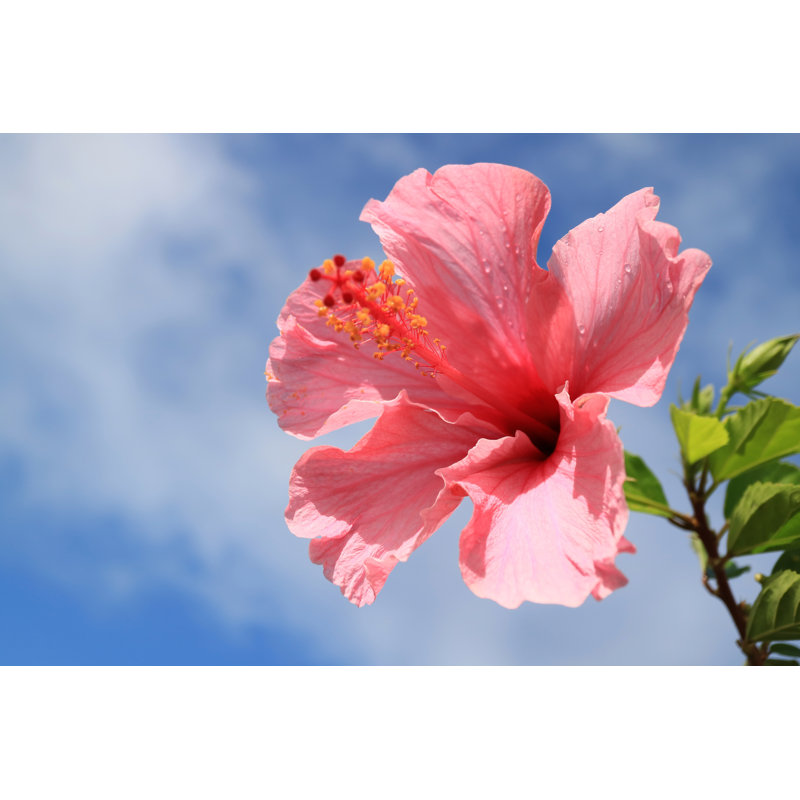 Linlin Pink Hibiscus - Wrapped Canvas Print, 81cm H x 122cm W x 3.8cm D