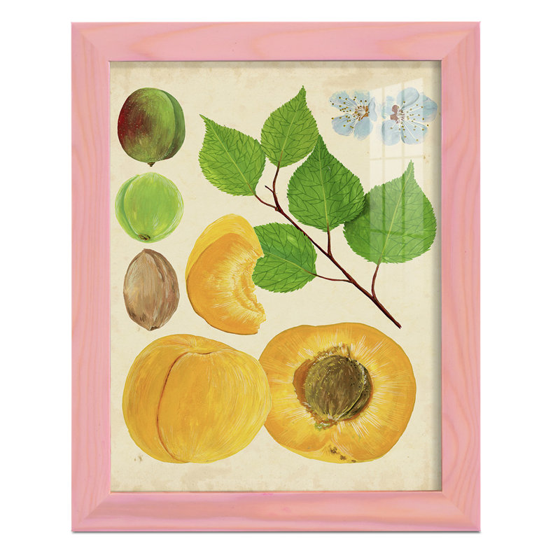 «Apricot Study II», reproduction d'art encadrée, H 11 po x l 9 po x P 1 po, Rose