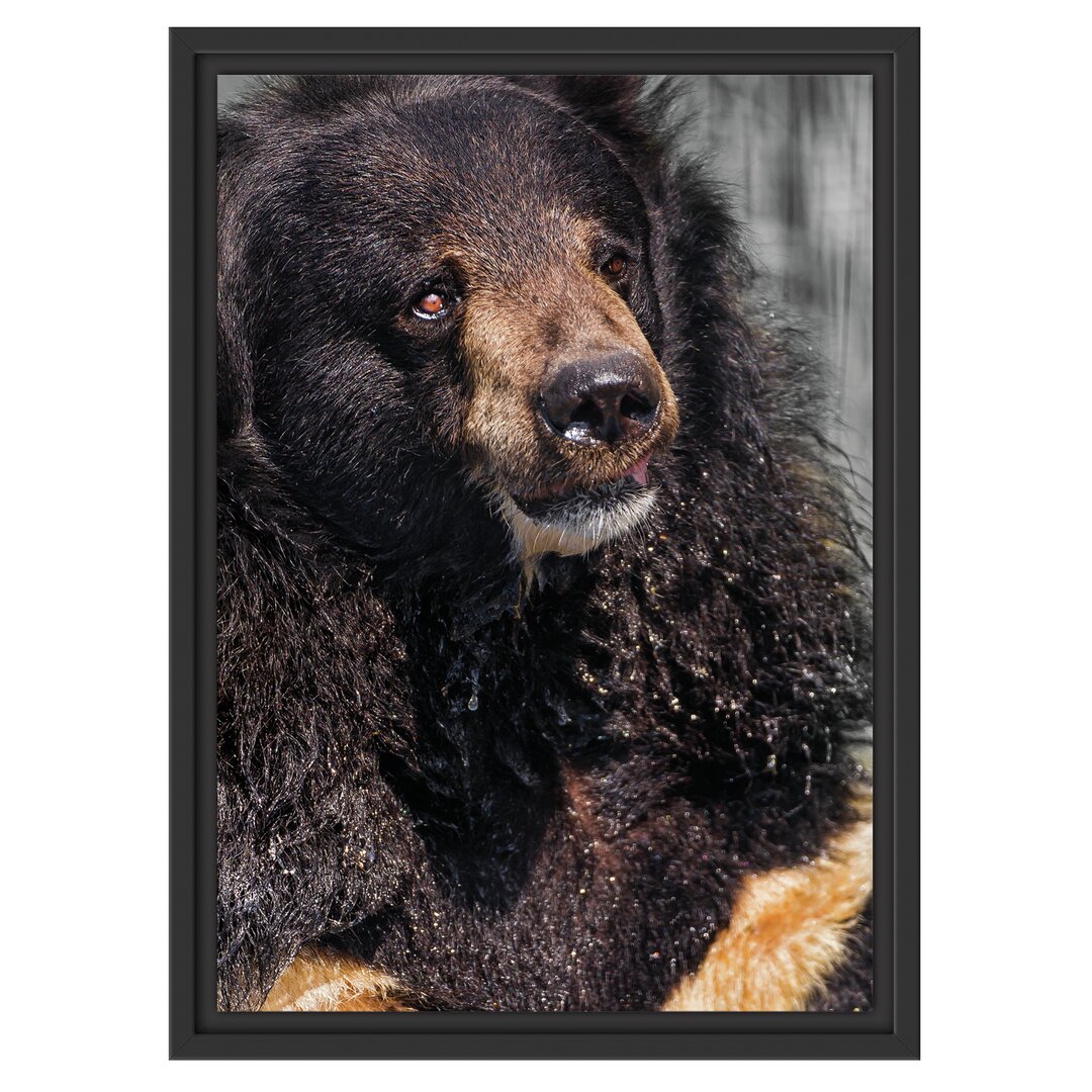 Gerahmtes Wandbild Wet Malay Bear