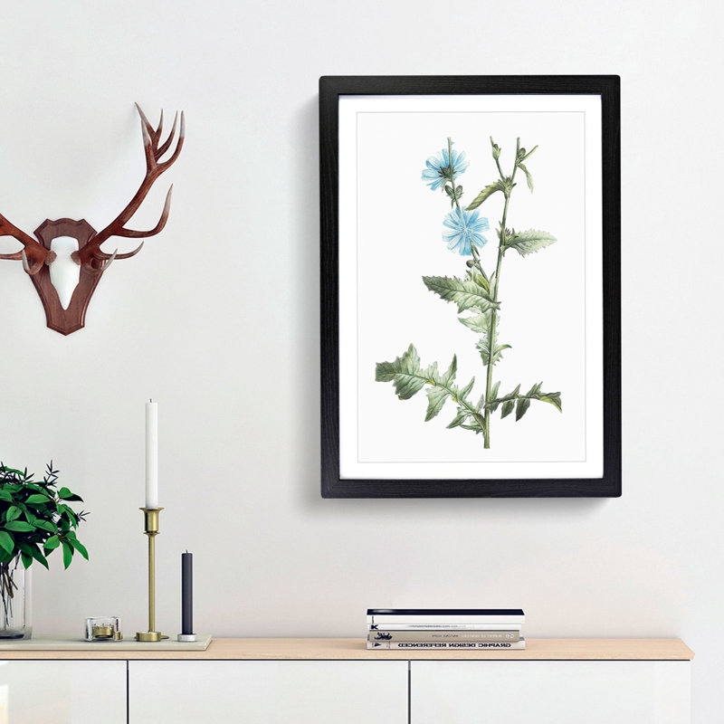 Chicory Flowers by Pierre-Joseph Redoute - Picture Frame Painting Print, 48cm H x 36cm W x 2cm D, Black Framed