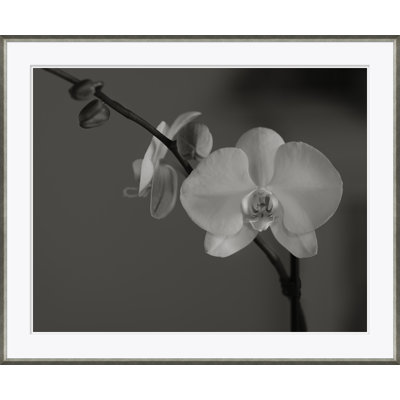 Orchid In Black & White Giclee Print