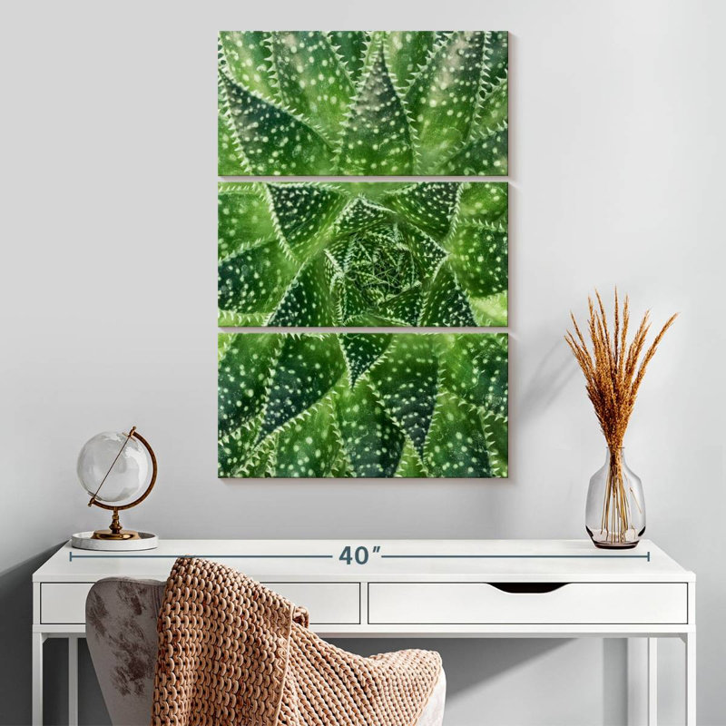 Plante grasse Harnek, H 32 po x l 20 po