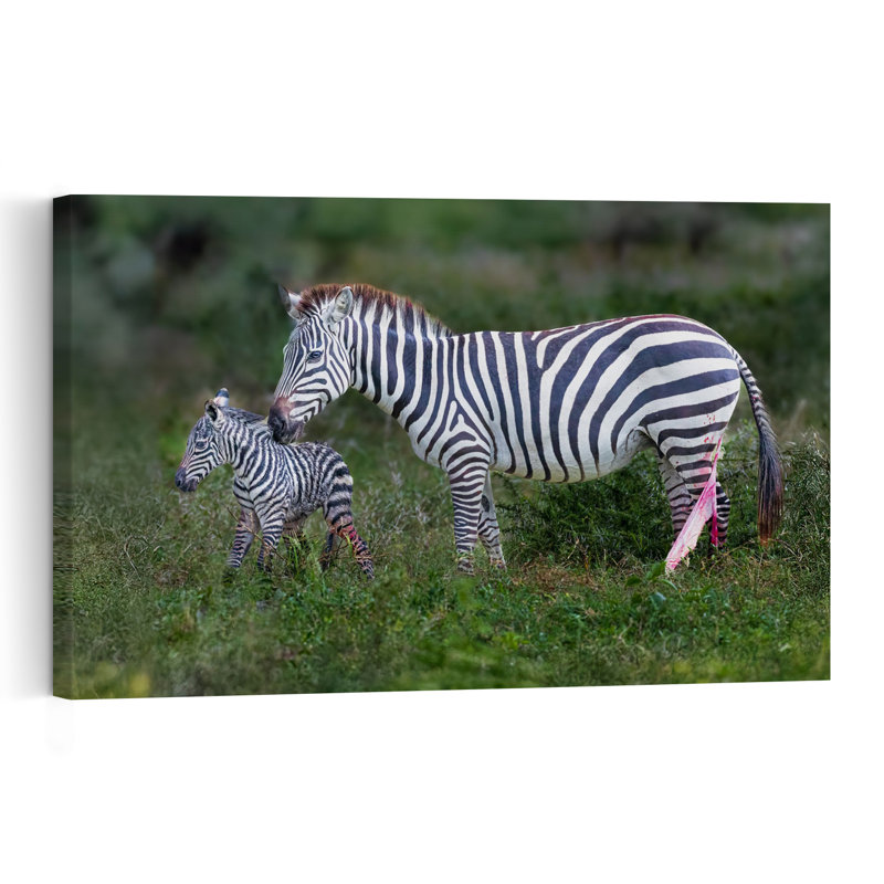 Newborn Zebra And Mother Contemporary Zebra Nature Wildlife Wall Art Print by Jeffrey C. Sink - 1 Piece Wrapped Canvas Wall Art