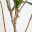 72 plantes
