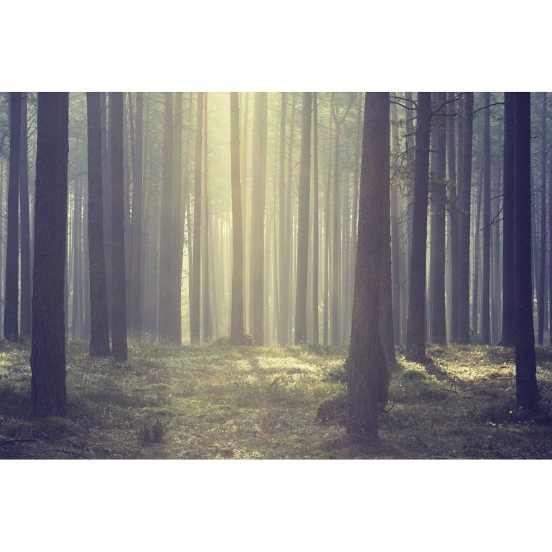 Morning Light - Wrapped Canvas Print, 30cm H x 46cm W x 3.8cm D