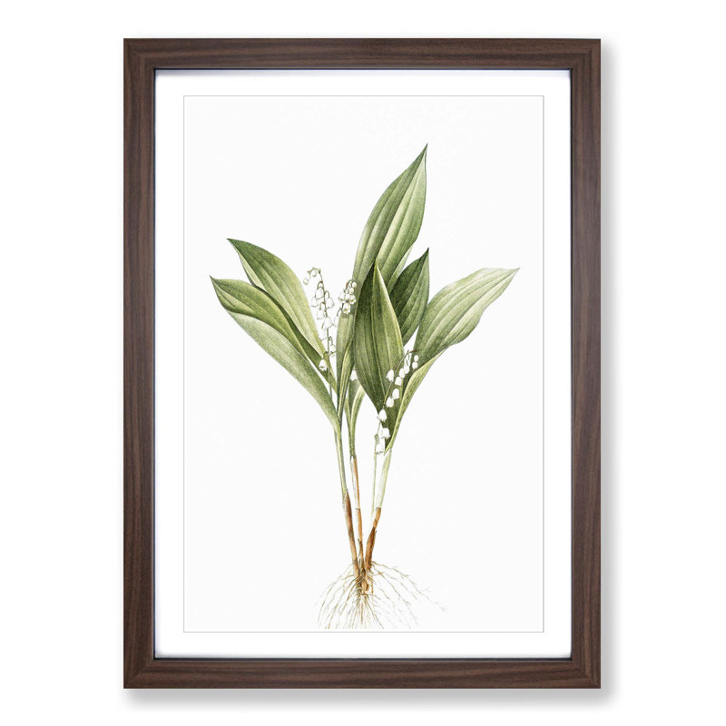 Lily of the Valley by Pierre-Joseph Redoute - Picture Frame Painting Print on MDF, Walnut Framed, 36cm H x 27cm W x 2cm D