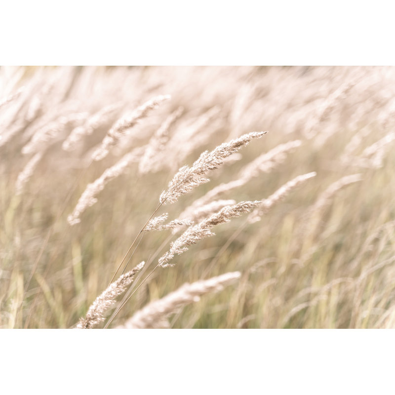 Golden Dried Meadow Grass by Svetlana Ustinova - Wrapped Canvas Print, 51cm H x 76cm W