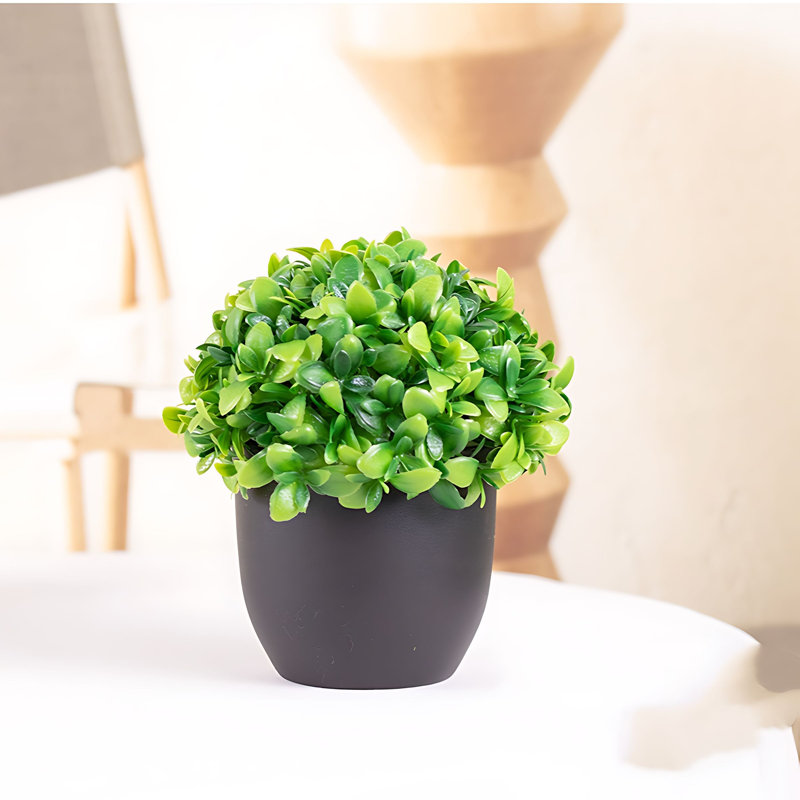 Plante de 4,72 po