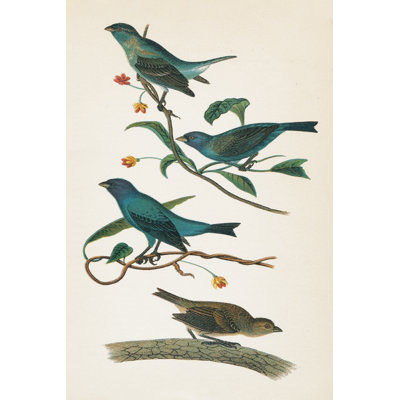 Indigo Bunting Bright by Wild Apple Portfolio - Wrapped Canvas Painting