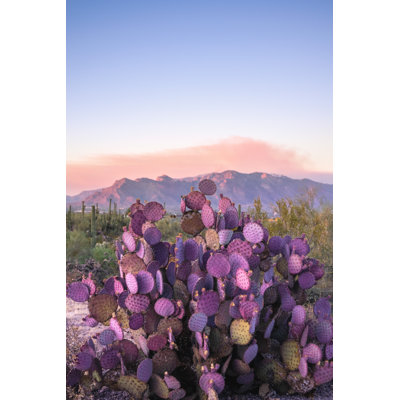 Mauve, cactus