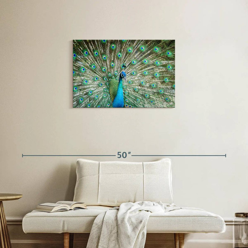 Brampt Peacock Displaying Tail, 20" H x 30" W