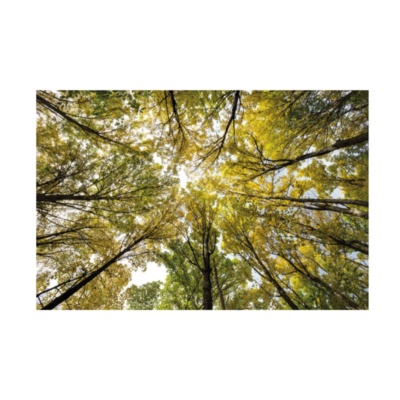 «Autumn Wood» par Nathan Secker - reproduction de photo, Extérieur, H 40 po x l 60 po