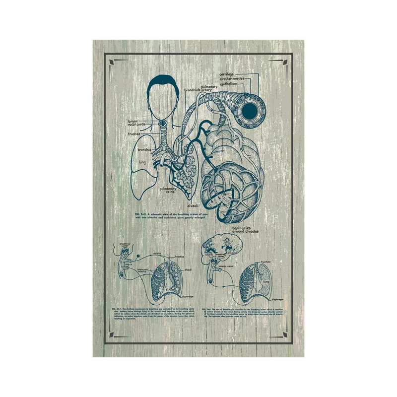 «Anatomy of the Lungs» par ChartSmartDecor, impression sur toile tendue, H 40 po x l 26 po x P 1,5 po