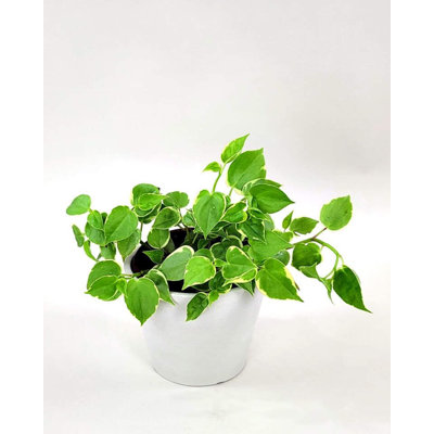 Peperomia Cupid Variegated - Live Plant in 4 Inch Growers Pot - Peperomia Scandens Variegata - Rare and Elegant Indoor Houseplant