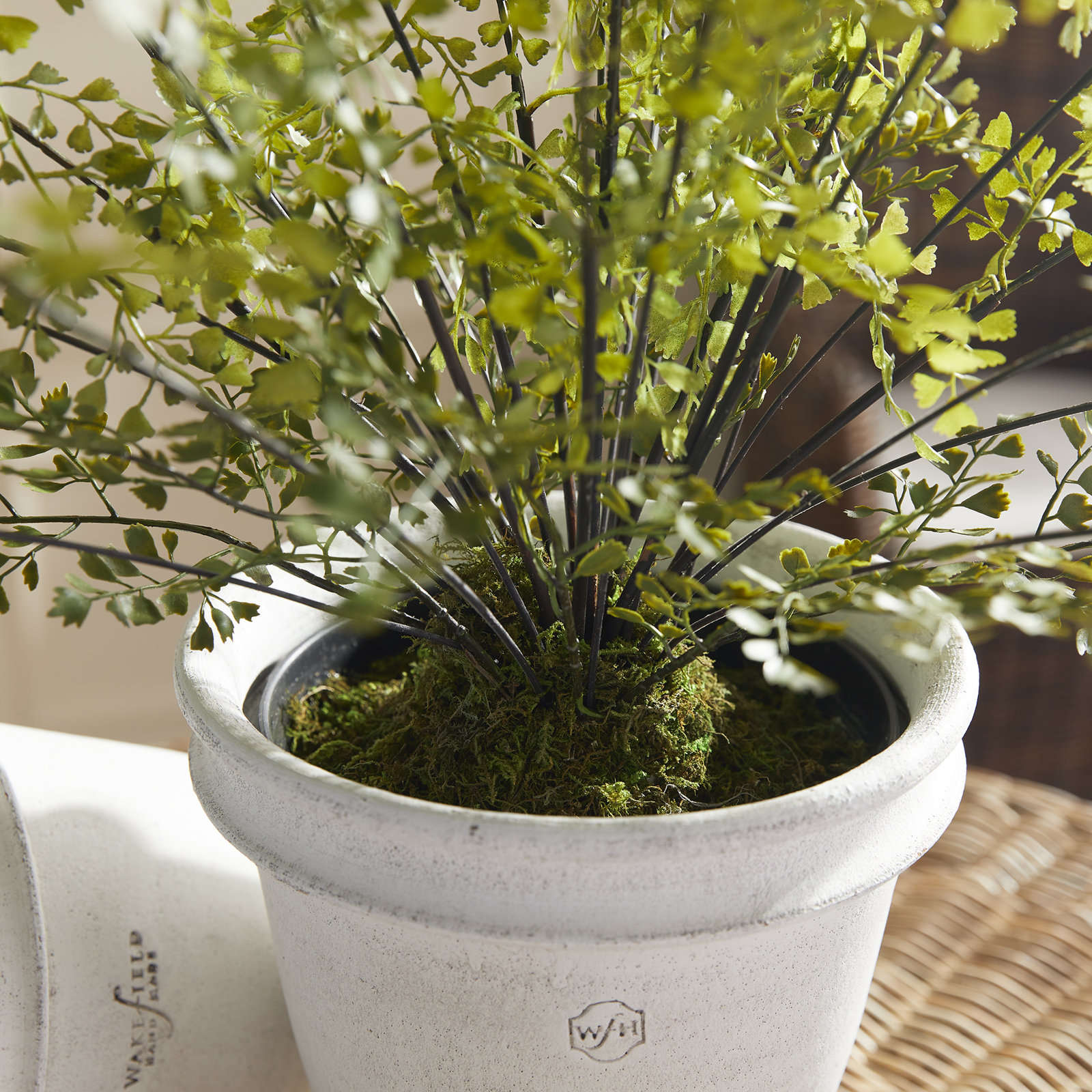 30" Fern Plant in Planter