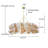 Constantine 3 - Light Dimmable Glass Globe Bubble Chandelier-607648638